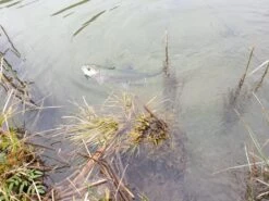 Winston PURE Fly Rod -Visserijmeesterwinkel 20190402 13083620medium