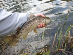 Winston PURE Fly Rod -Visserijmeesterwinkel 20190402 16132320medium