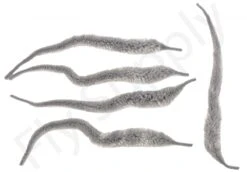 Cascade Micro Dragon Tails 5pc 23 Cascade Micro Dragon Tails 5pc -Visserijmeesterwinkel Cascade Micro Dragon Tails 5pc CASC MIDT X dsc09731 bewerkt