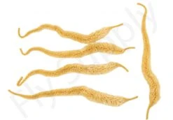 Cascade Mini Dragon Tails 5pc -Visserijmeesterwinkel Cascade Mini Dragon Tails 5pc CASC MNDT X dsc09726 bewerkt