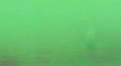 Chameleon Sheeting -Visserijmeesterwinkel Chameleon Sheeting 24 50XXX dsc06768 wm