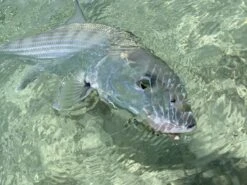 Cortland Liquid Crystal Flats Taper Floating Fly Line -Visserijmeesterwinkel Cortland liquid Crystal Flats Taper Fly Line D340032 XX flatst3 1200x