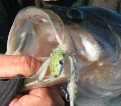 Fish Skull Articulated Shank -Visserijmeesterwinkel Fish Skull Articulated Shank D2304002 X shanks 4