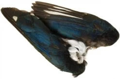 Magpie Whole Wings