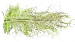 Ostrich Plumes Barred Large -Visserijmeesterwinkel Ostrich Plumes Barred Large FSTYING PLBLG X dsc08800 bewerkt