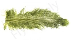 Ostrich Plumes Barred Large -Visserijmeesterwinkel Ostrich Plumes Barred Large FSTYING PLBLG X dsc08810 bewerkt