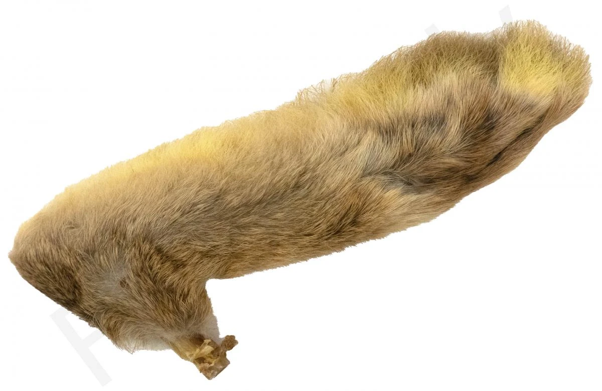 Snowshoe Rabbit 2 Snowshoe Rabbit - Afbeelding 2