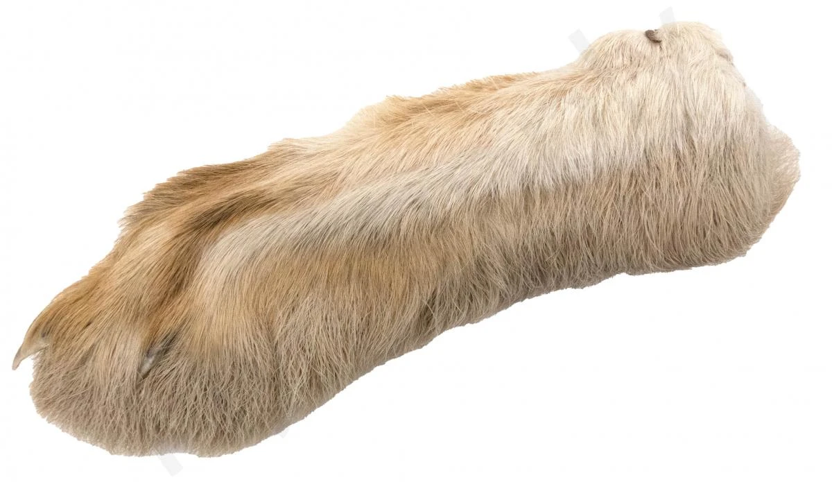 Snowshoe Rabbit 4 Snowshoe Rabbit - Afbeelding 4