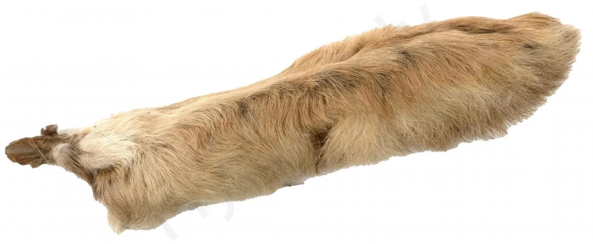 Snowshoe Rabbit 8 Snowshoe Rabbit - Afbeelding 8