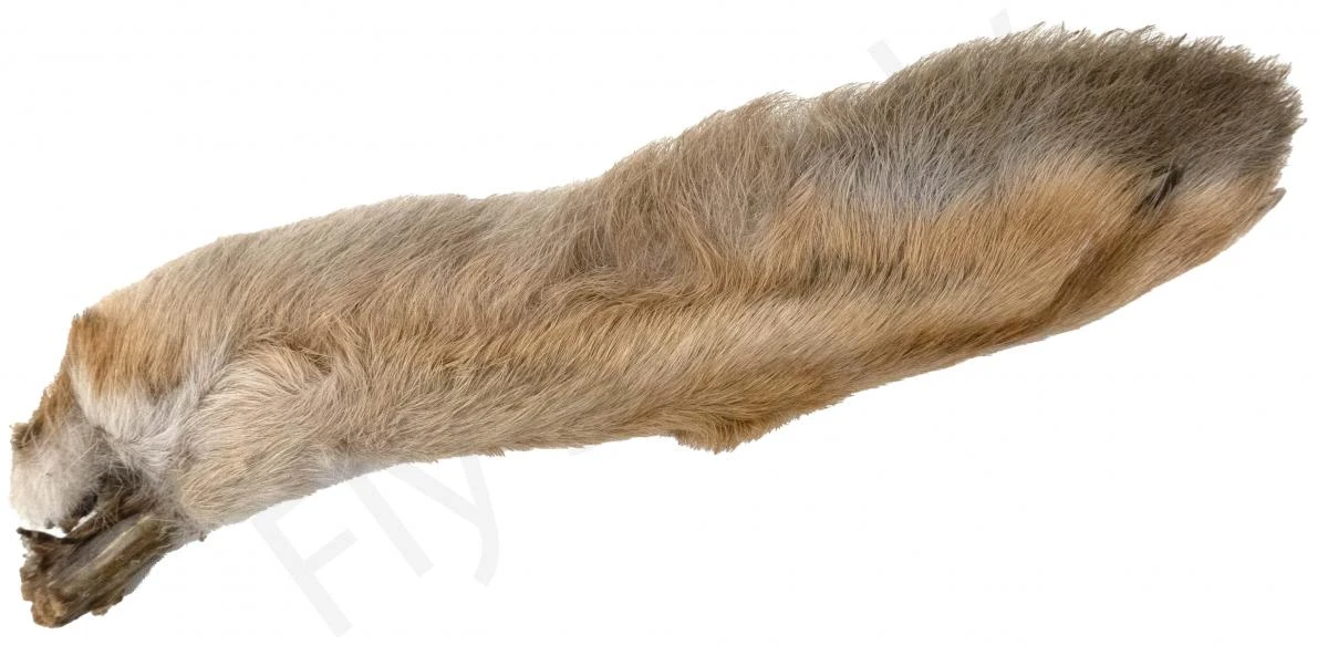 Snowshoe Rabbit 7 Snowshoe Rabbit - Afbeelding 7