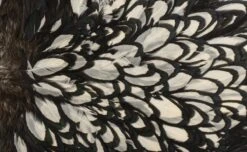 Whiting American Hen Saddle -Visserijmeesterwinkel Whiting American Hen Saddle WHIT AMHENSAD dsc028852