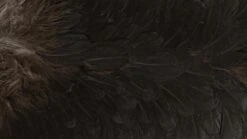 Whiting American Hen Saddle -Visserijmeesterwinkel Whiting American Hen Saddle WHIT AMHENSAD dsc03593 bewerkt 2