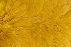 Whiting American Hen Saddle -Visserijmeesterwinkel Whiting American Hen Saddle WHIT AMHENSAD dsc03595 bewerkt 2