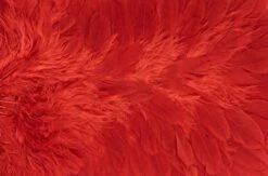 Whiting American Hen Saddle -Visserijmeesterwinkel Whiting American Hen Saddle WHIT AMHENSAD dsc03596 bewerkt 2