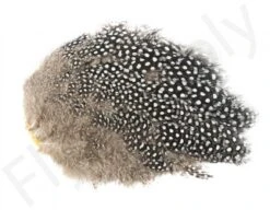 Whiting Guinea Fowl Breast -Visserijmeesterwinkel Whiting Guinea Fowl Breast WH28833 XXX dsc09903 bewerkt